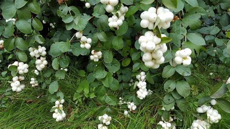 HOW TO GROW THE SNOWBERRY - Symphoricarpos albus |The Garden of Eaden