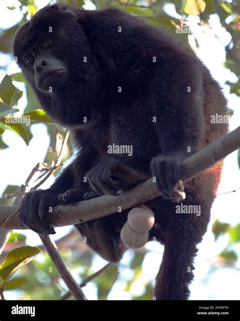 Closeup portrait of a Bolivian red howler monkey (Alouatta sara) sitting in treetops with big ...