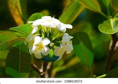 Blossoming Plumeria White Flowers Apocynaceae Family Stock Photo ...