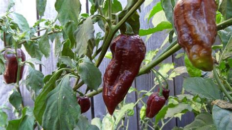 Bhut Jolokia Chocolate Guide: Heat, Flavor, Uses