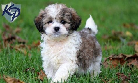 Puppy Finder: Find & Buy a Dog today by using our Petfinder | Shih poo ...