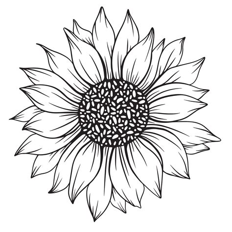 sunflower line art, sunflower line drawing, floral line drawing, sunflower outline 5104990 ...