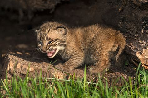 Photos Lynx Cubs Animals