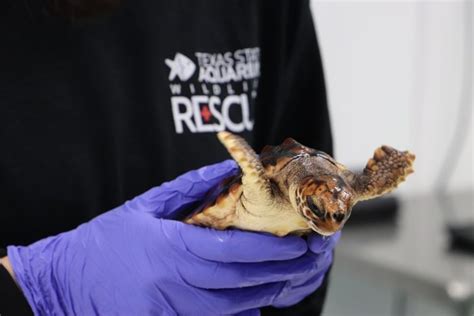 Sea Turtle Rescue 2019 (10) - Texas State Aquarium