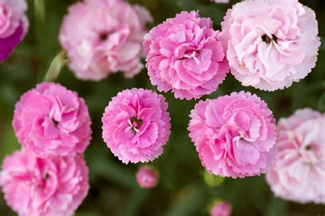 Carnation | Flower, Description, & Facts | Britannica