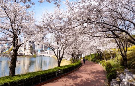 Korea’s 2018 Cherry Blossom Forecast And The Best Viewing Spots - Klook Travel Blog