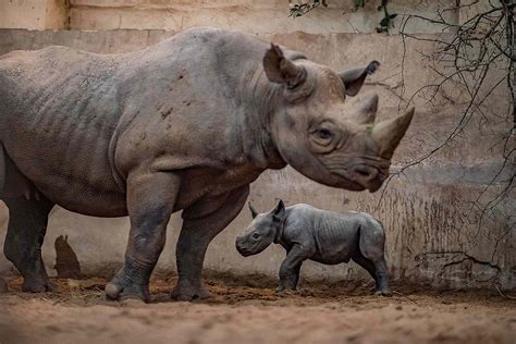 Chester Zoo Welcomes a Critically Endangered Black Rhino Baby