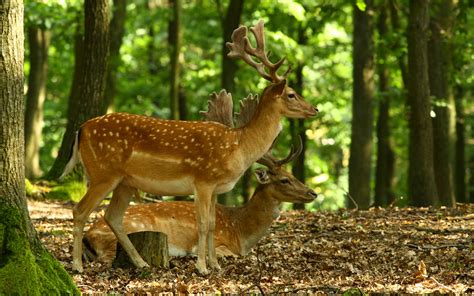 Download Forest Buck Animal Deer HD Wallpaper