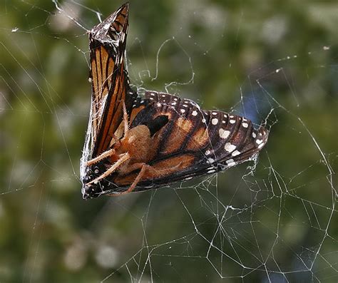 Feeding Spider - hdrcreme