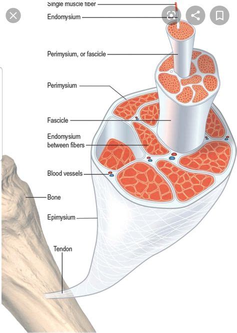 9 Fascia ideas | fascia, deep fascia, myofascial release