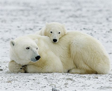 Voir les ours blancs » Siel Canada