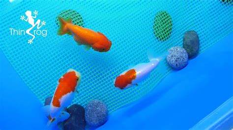 How to Breed Goldfish (Breeding Tank) (Ep.1) - YouTube