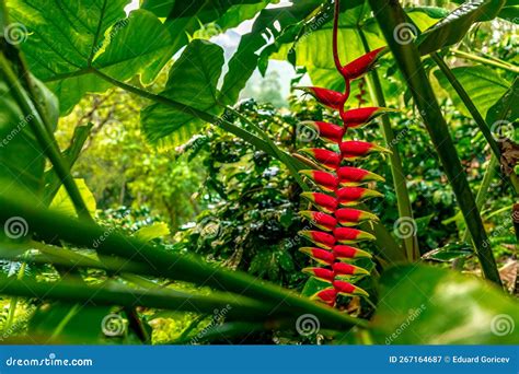 Heliconia Flower in Tropical Forest Stock Image - Image of nature ...