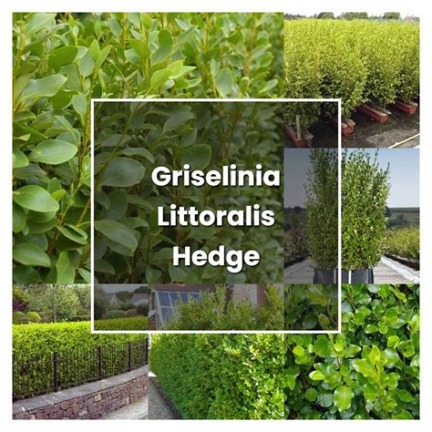 How to Grow Griselinia Littoralis Hedge - Plant Care & Tips ...