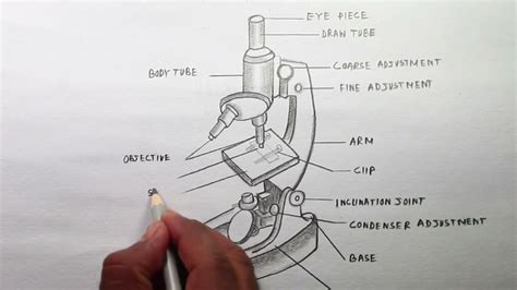 Compound Microscope Diagram