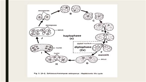 Yeast: morphology and life cycle - Online Biology Notes