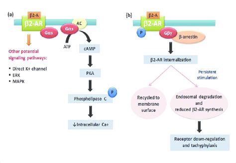 adrenergic receptor – Liberal Dictionary