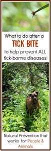 How to Prevent Lyme Disease after a Tick Bite - Primally Inspired