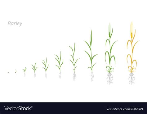 Barley plant growth stages development hordeum Vector Image