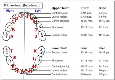 Wondering when your children's primary teeth erupt? Check out this chart! Ever wondered what ...