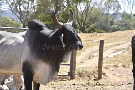 Farm Breeding with Cow Calf Bull Ox in Nature Landscape Stock Image ...