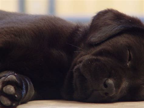 Black labrador puppy sleeping | Vip | Flickr