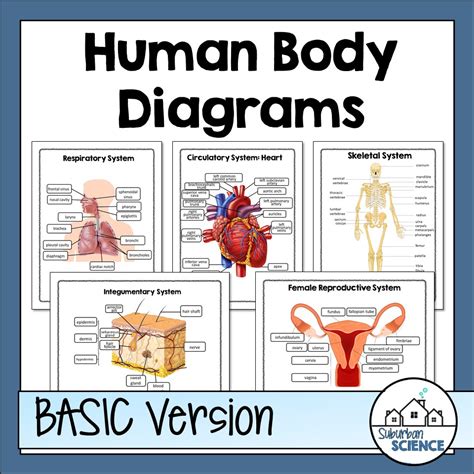 Human Body Systems Diagrams - Suburban Science