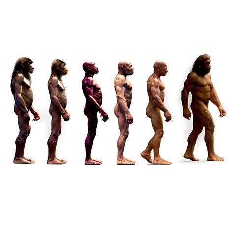 Download Human Evolution Chart Png 05242024 | Wallpapers.com