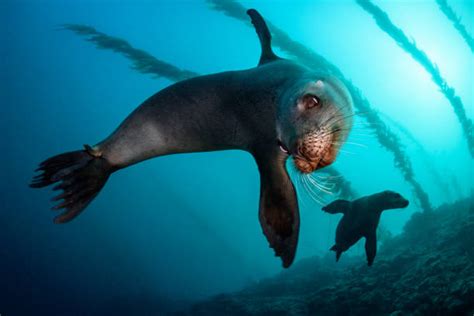 Sea Lion Underwater Stock Photos, Pictures & Royalty-Free Images - iStock