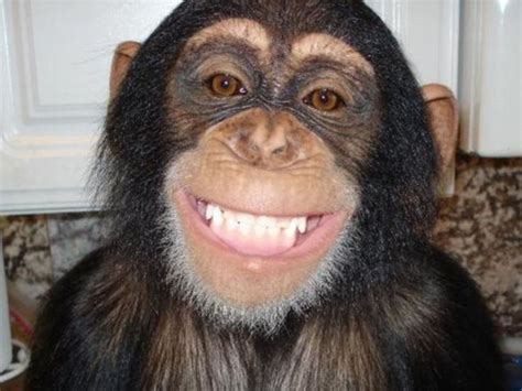 baby chimpanzee smiling - Google Search | Smiling animals, Laughing animals, Monkeys funny