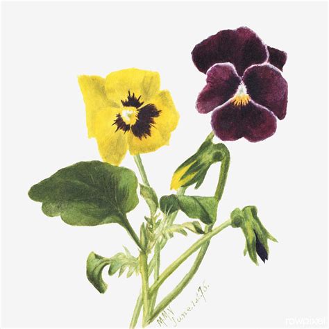 Pansies (1875) by Mary Vaux Walcott. Original from The Smi… | Flickr