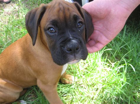 BOXER PUPPIES GALLERY: brown boxer puppies