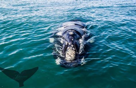 Whale watching excursion from Gansbaai