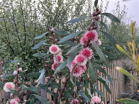 Hakea laurina - Granton Plants Hobart