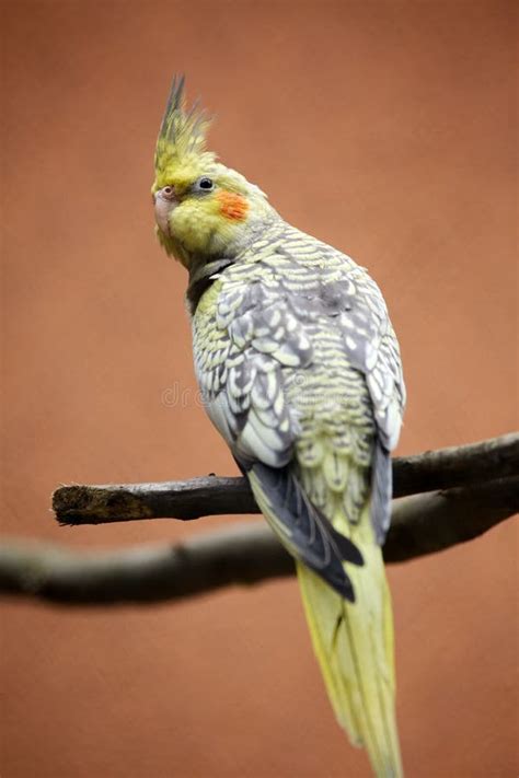 Little parakeet closeup stock photo. Image of beak, colorful - 72058214