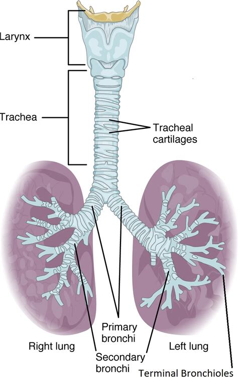 Elimet ja erityisalueet - edistynyt anatomia 2. sija. Toim. | Wechsel