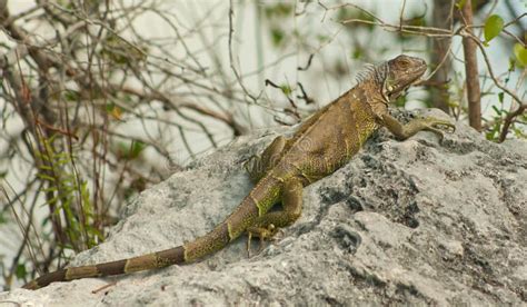 Florida Keys Wildlife Series 1 Stock Image - Image of florida, tropical: 19408035