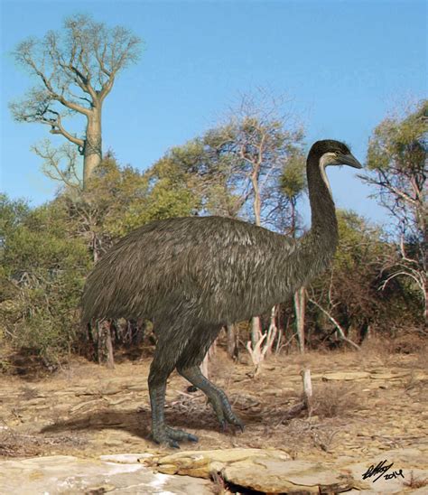 Big Flightless Birds Come From High-Flying Ancestors : NPR