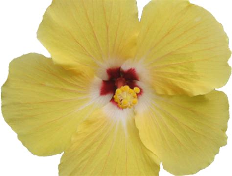 Download Hibiscus Clipart Png Tumblr - Hawaiian Hibiscus - Full Size PNG Image - PNGkit
