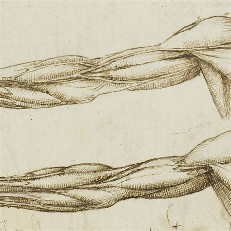 Leonardo Da Vinci Anatomy Sketches