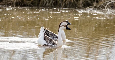 Chinese Geese Breed & Care Guide - The Garden Magazine