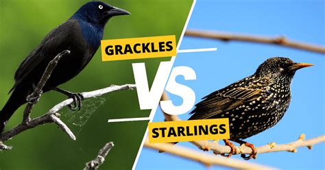 Grackle VS Starling: Ultimate Guide!