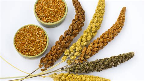 Millet vs Rice – Are Millets Better Than Rice?