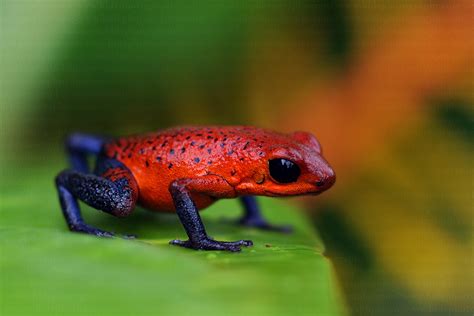 Poison Dart Frog | The Life of Animals