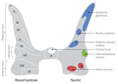 what part of the spinal cord represents an increase in cell body mass ...