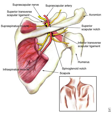 Nerve Entrapment: Vagus Nerve Entrapment Scalenes