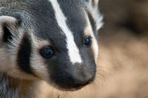 Pin on American Badger (Taxidea Taxus)