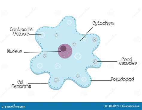 23 Amoeba Labeled Diagram - Wiring Diagram Info