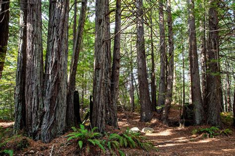 El bosque con los árboles más grandes del mundo regresa a manos de los ...