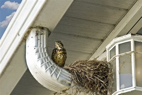 How To Keep Birds From Nesting In Gutters | New Vision Seamless Gutters